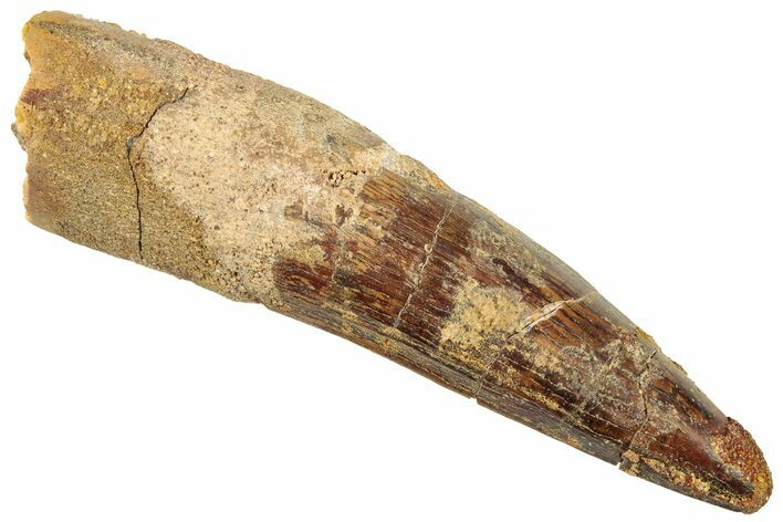 Fossil Spinosaurus Tooth - Real Dinosaur Tooth #322298